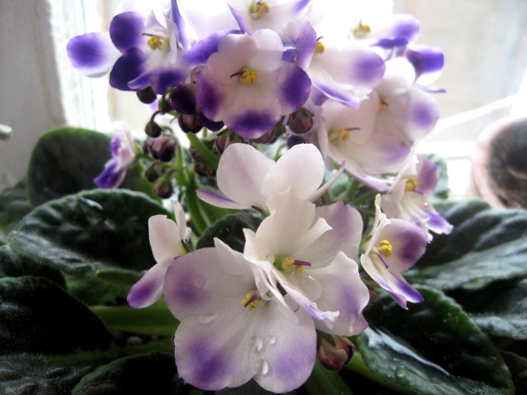 Фиалка - Елена Семигина