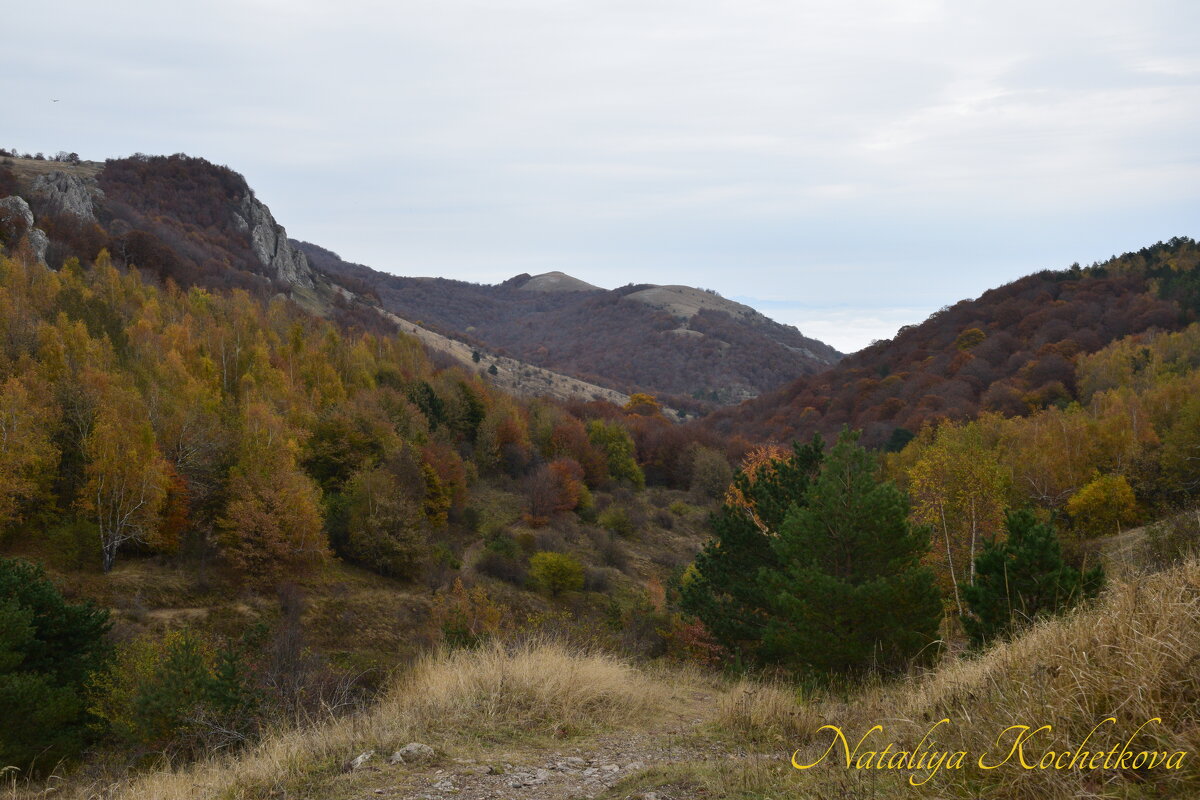 Природа Крыма - Amazing Cosmea