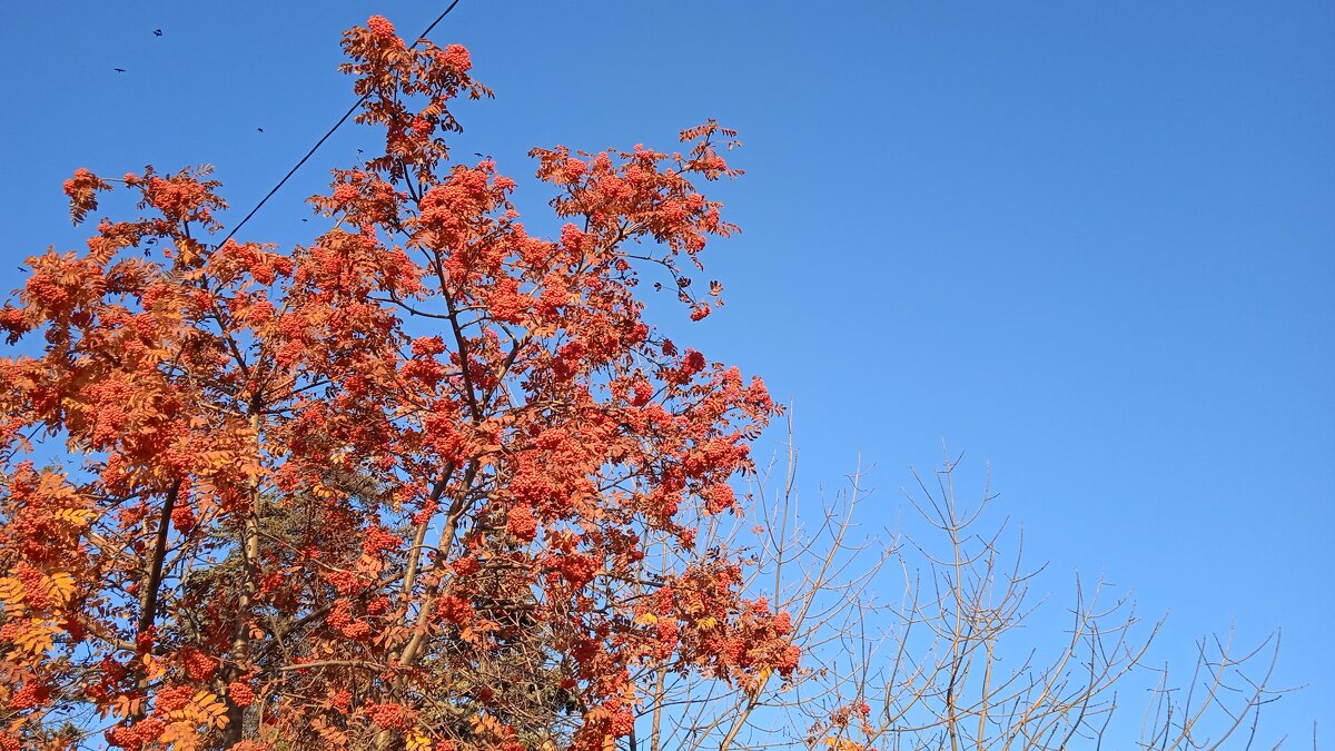 прекрасный октябрь - Елена Шаламова