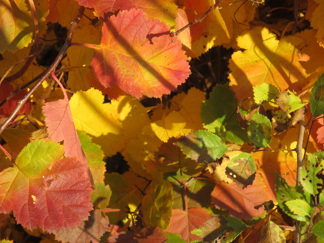 прекрасный октябрь - Елена Шаламова