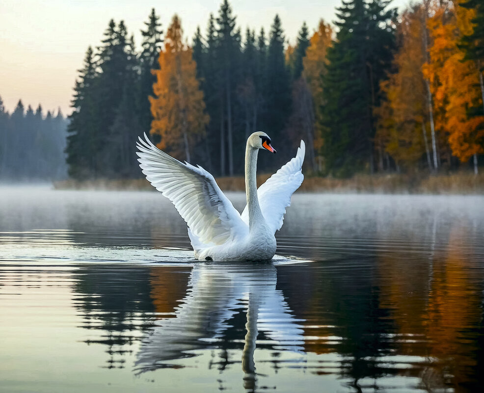 А белый лебедь на пруду ... - Aleksey Afonin