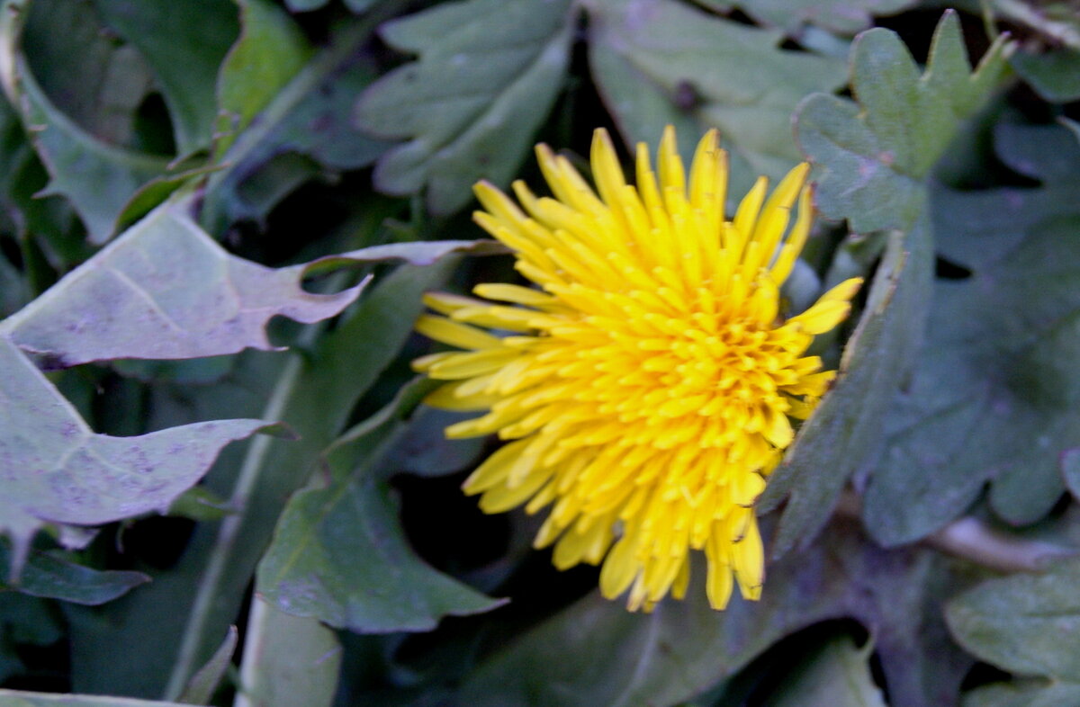 Октябрьский. - сергей ермошкин