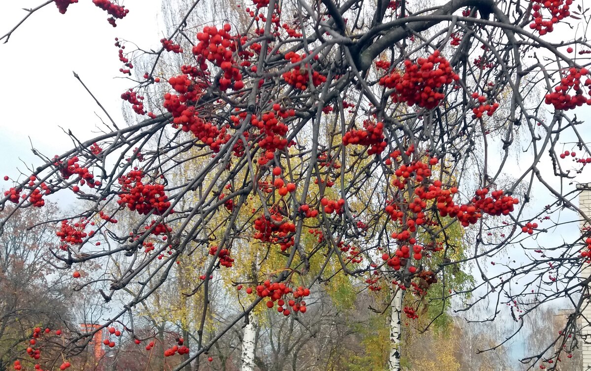 Рябиновый экспромт - Galina Solovova