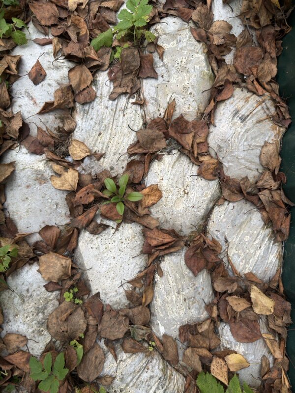 *** - someone somewere