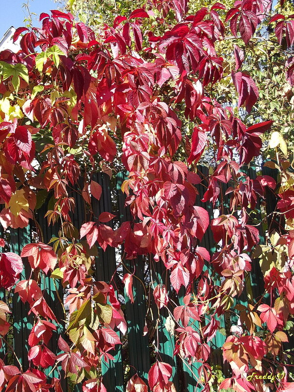 Дикий виноград - Freddy 97