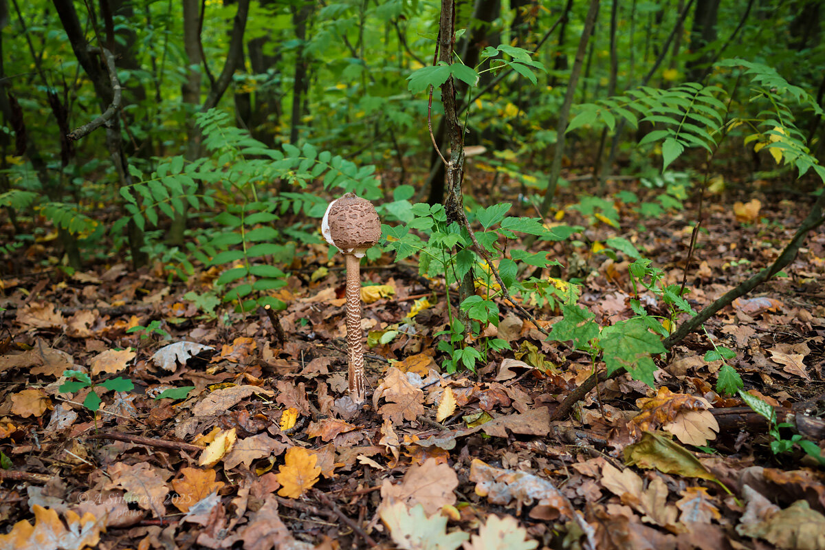 Молодой гриб зонтик - Александр Синдерёв
