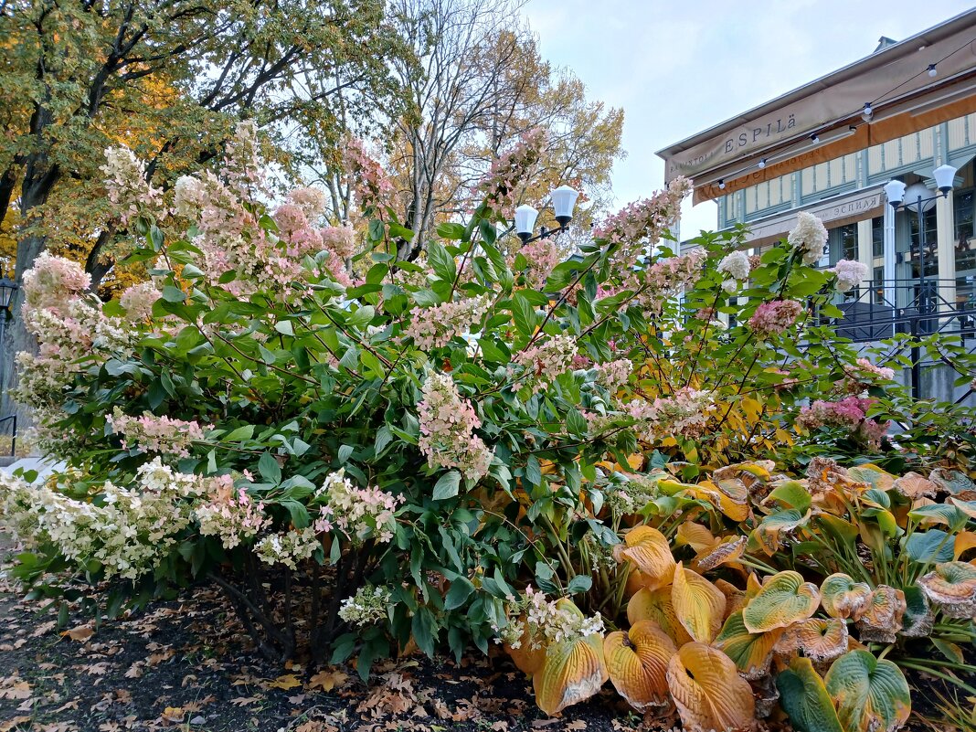 Октябрьское цветение гортензии у ресторана "Эспиля" - Лия ☼ Октябрьское цветение гортензии у ресторана "Эспиля" - Лия ☼