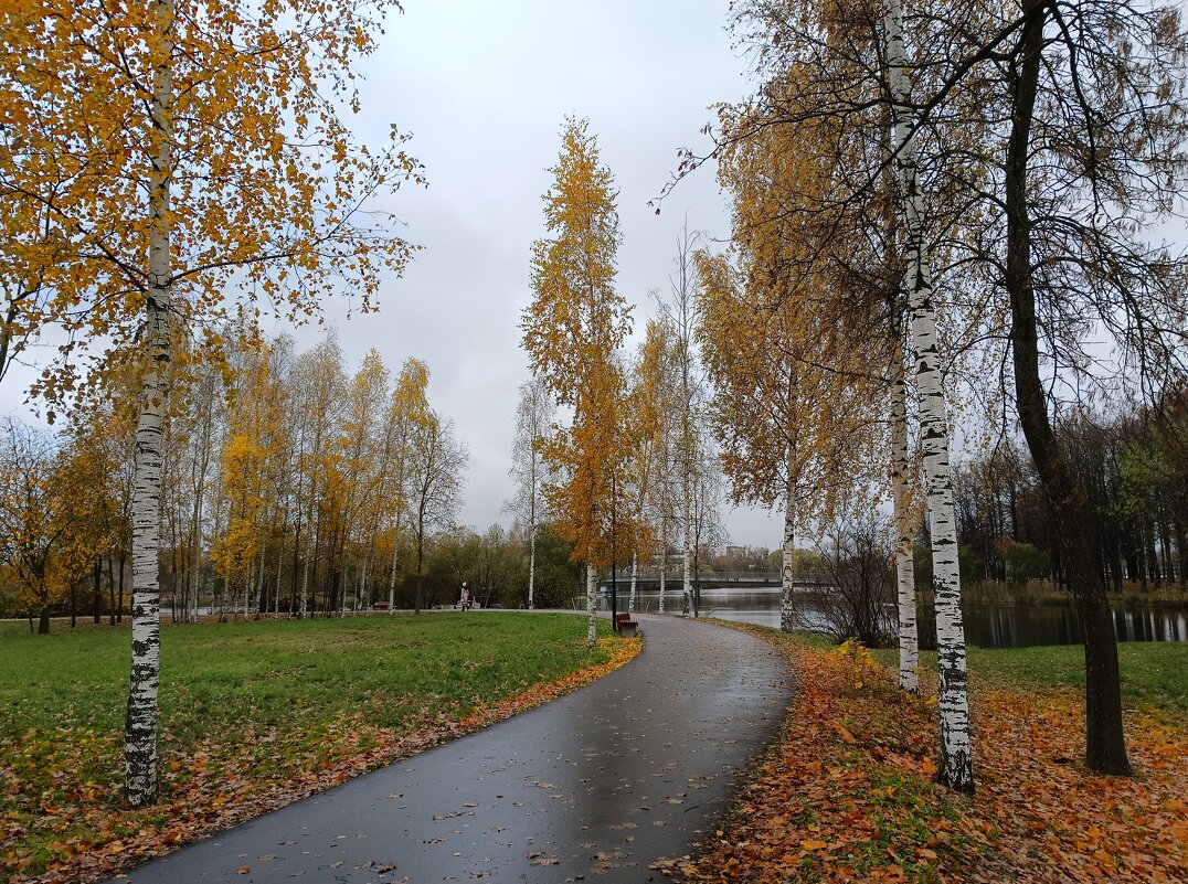 Берёзки в золотом уборе - Мария Васильева
