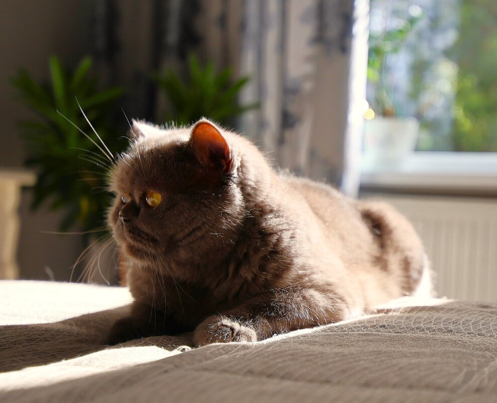 Коха.... - Evgeny Mameev