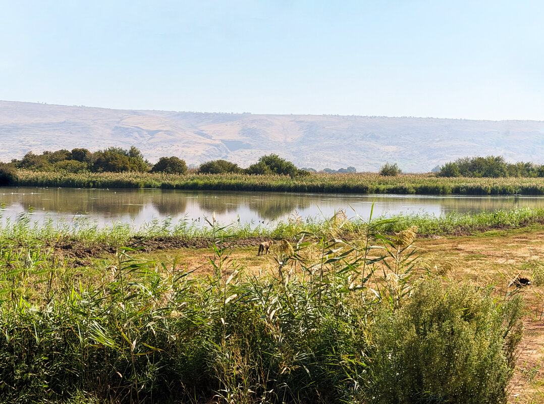 Камышовый кот основная камера - Александр Деревяшкин Камышовый кот основная камера - Александр Деревяшкин