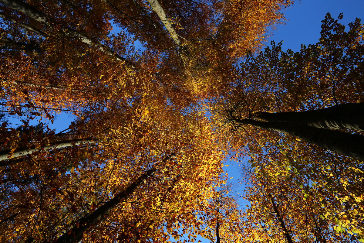 Деревьев кроны золотые под шёпот ветра шелестят - Ирэн 