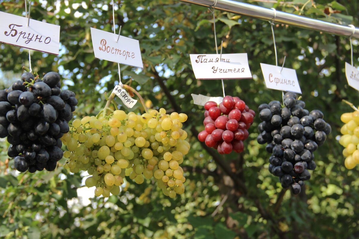 Мой город - Венера Чуйкова