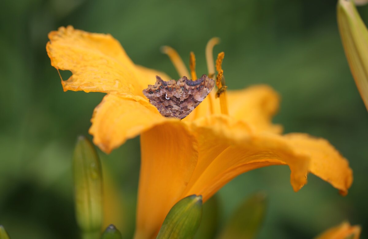 Бабочка - ZNatasha - Бабочка - ZNatasha -