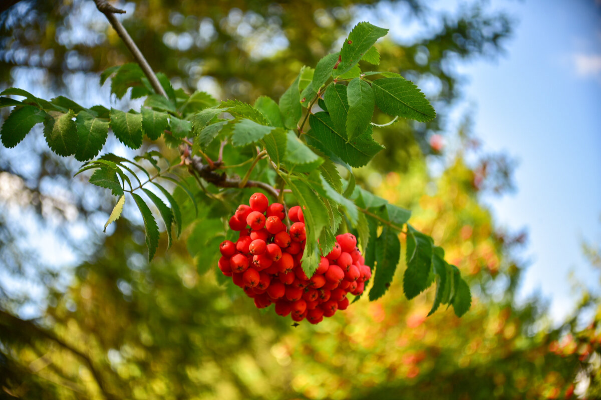 Не много начало осени... 2025г - Grishkov S.M.