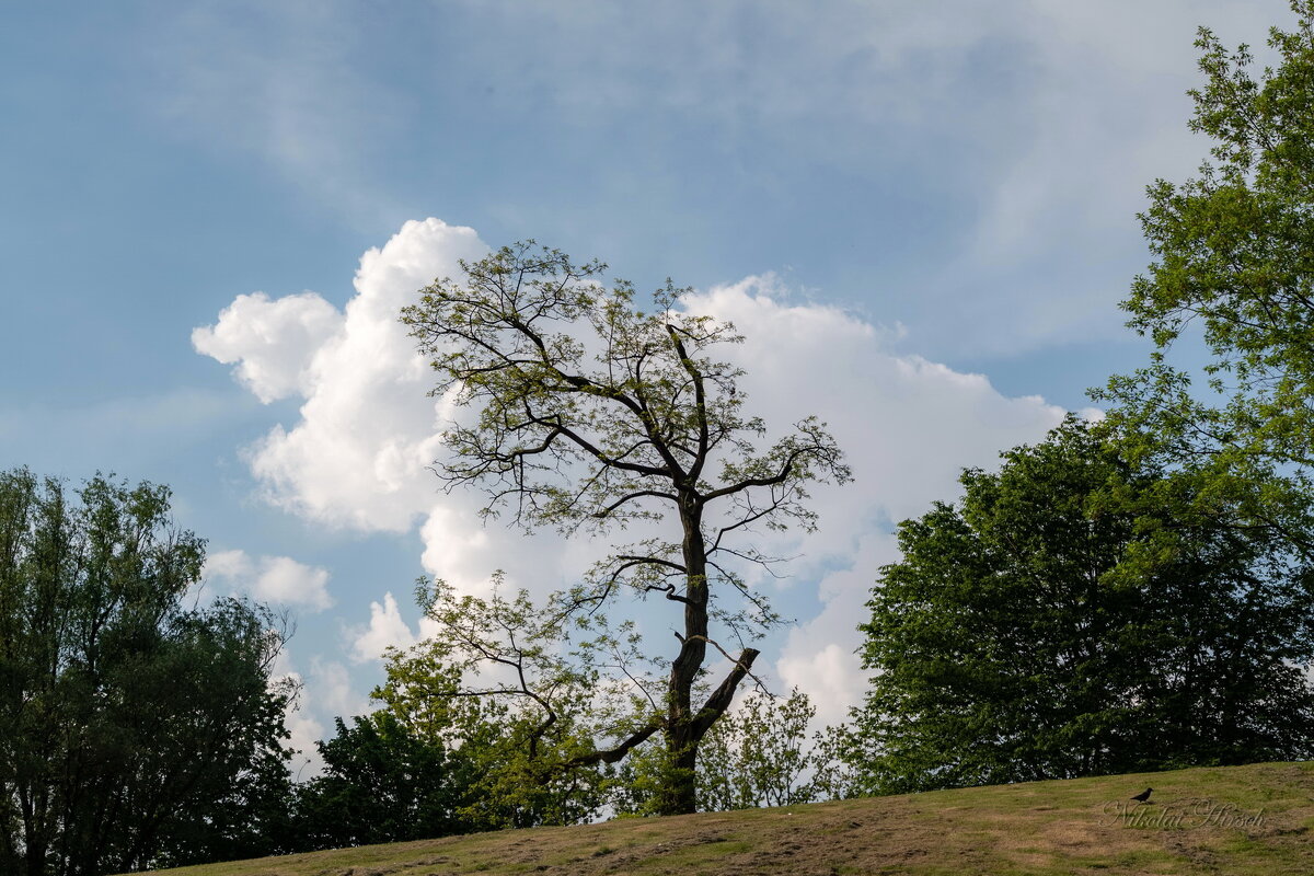 Дерево и облако... - Николай Гирш