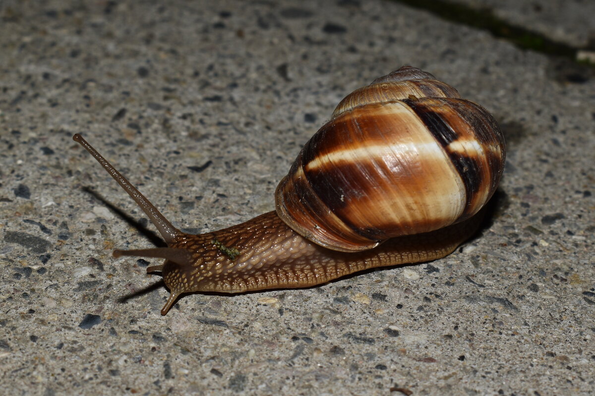 Вечерняя прогулка ) - Константин Штарк