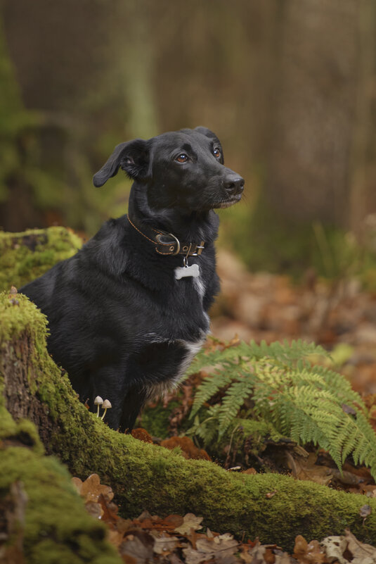 мечтатель - Максим Вышарь
