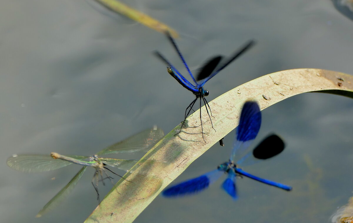 про стрекоз красоток 2 - Александр Прокудин