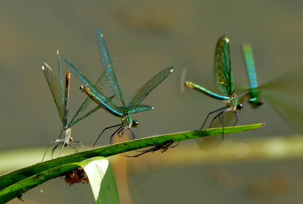 про стрекоз красоток 5 - Александр Прокудин про стрекоз красоток 5 - Александр Прокудин