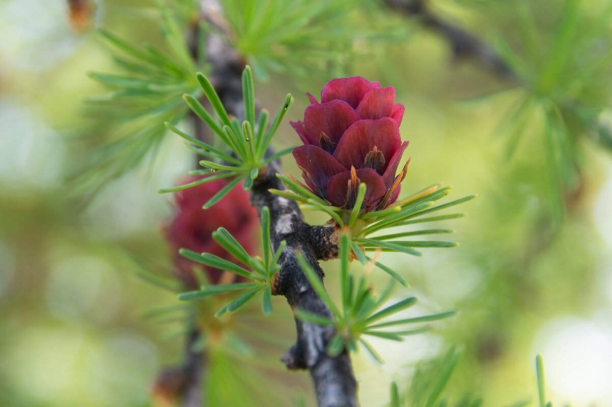 Лиственница - Виктор Иванович Чернюк Лиственница - Виктор Иванович Чернюк