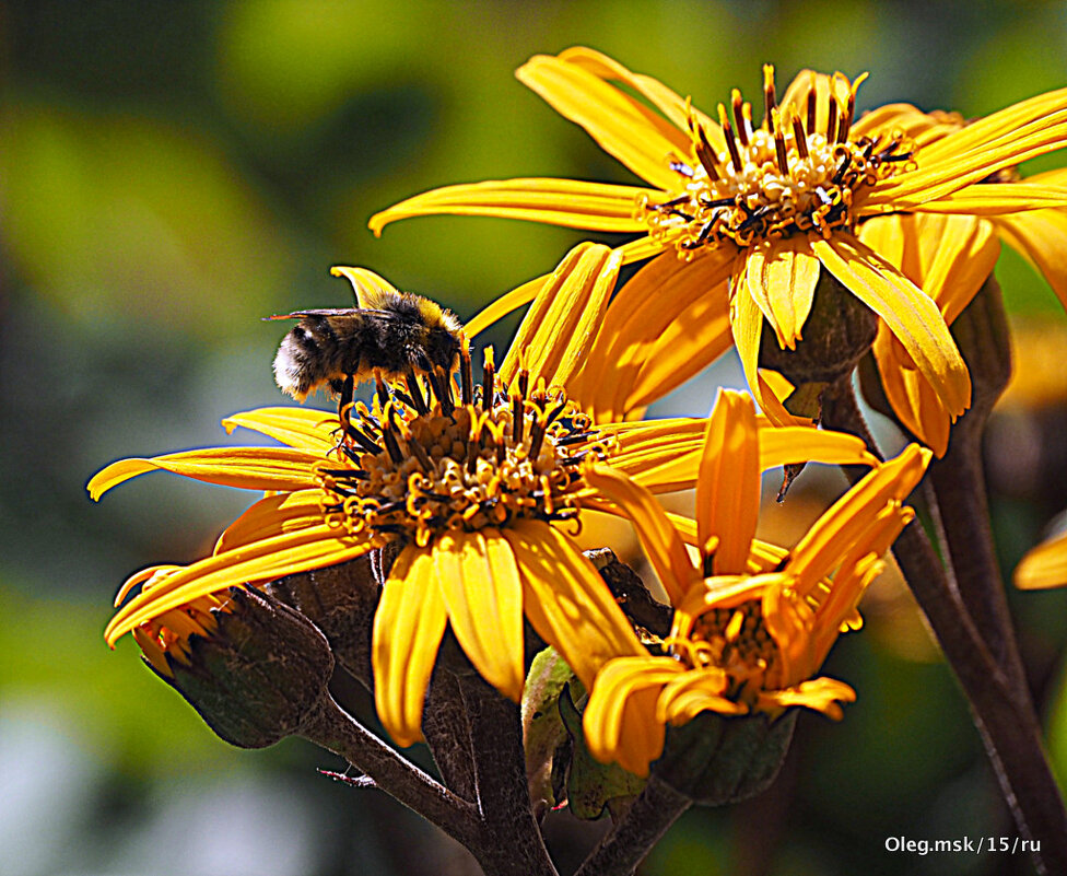 они на радость нам даны - Олег Лукьянов они на радость нам даны - Олег Лукьянов