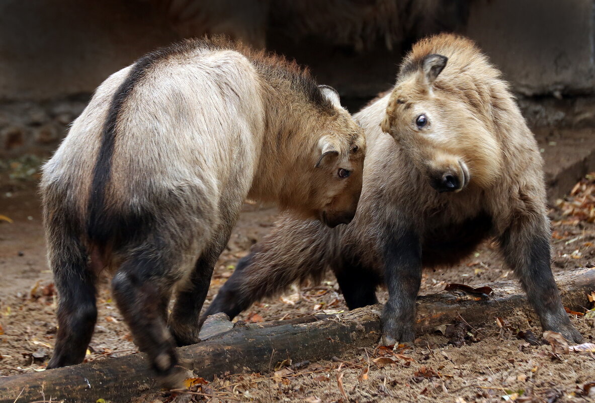 такины - Михаил Бибичков