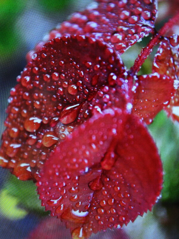 После дождя - Людмила Смородинская После дождя - Людмила Смородинская