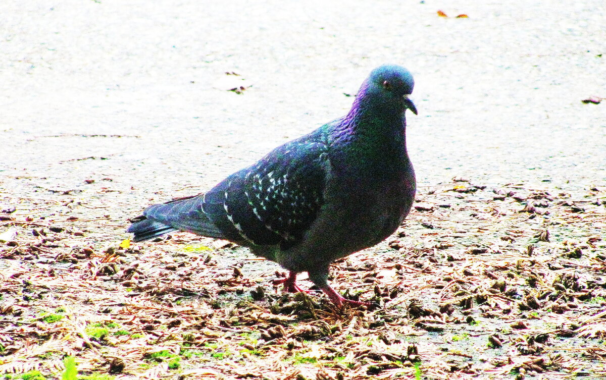 Ищет еду - Людмила Смородинская