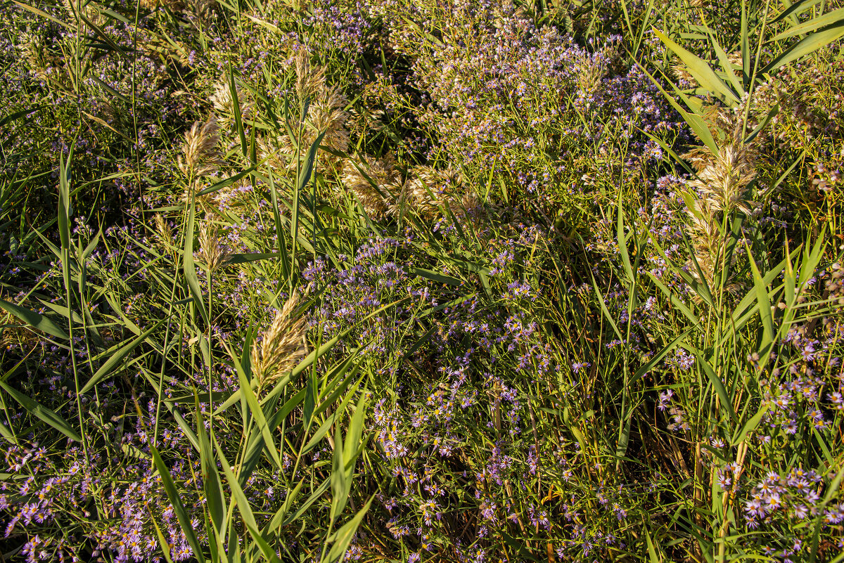 Заросли - Анатолий Чикчирный
