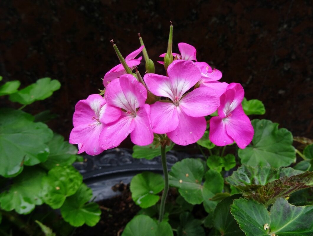 Пеларгония - PRP 