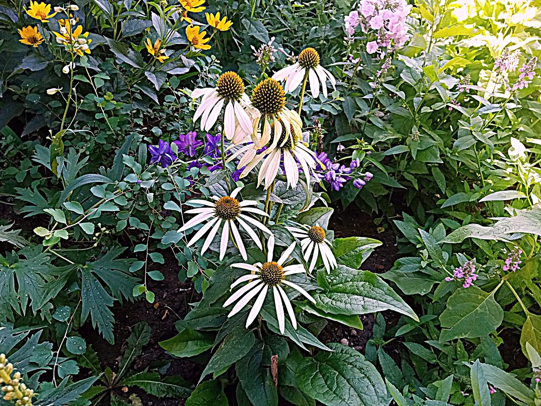 Цветы. - Владимир Драгунский Цветы. - Владимир Драгунский