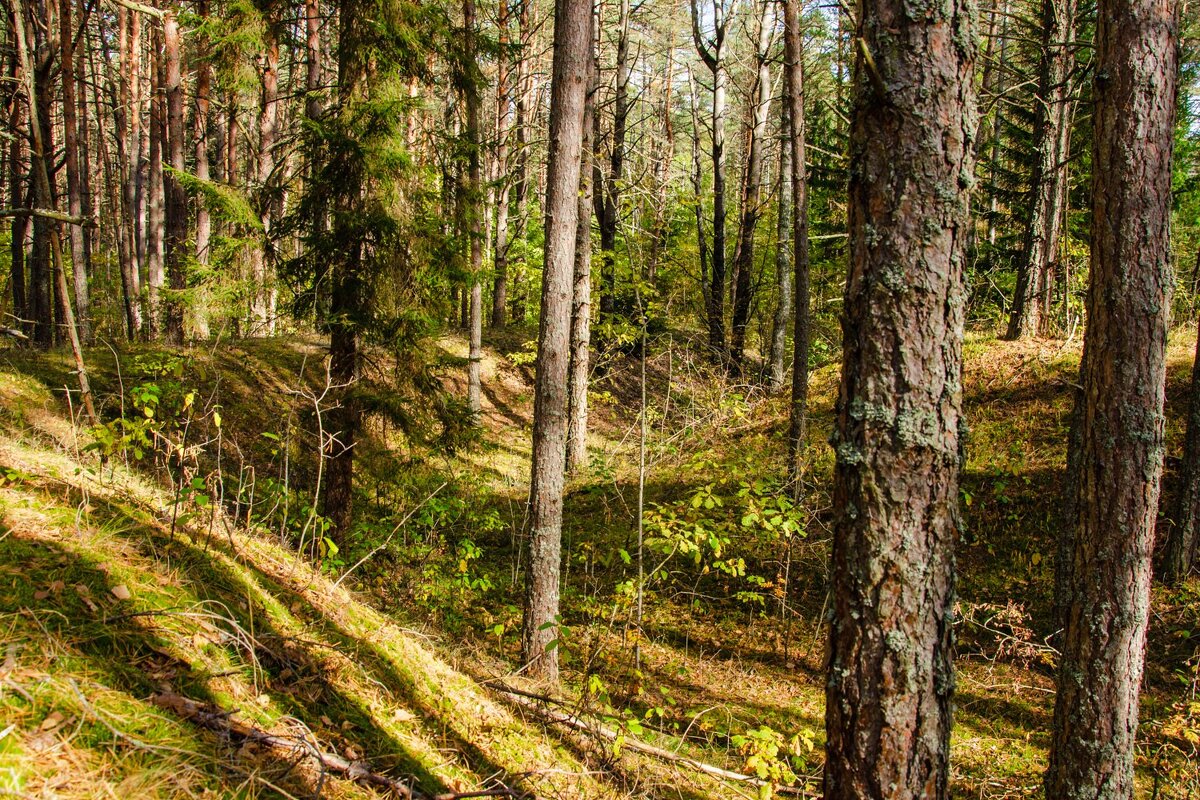 ______ - Галина Ложечникова
