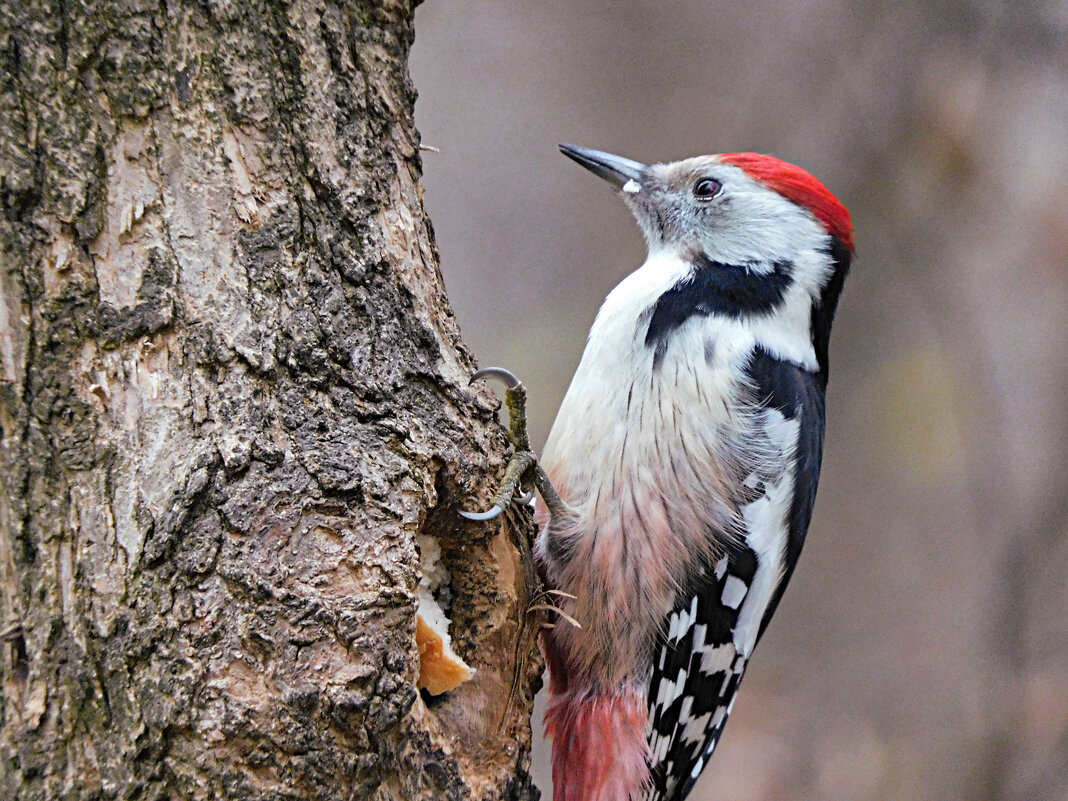 Средний пёстрый дятел - Лина 