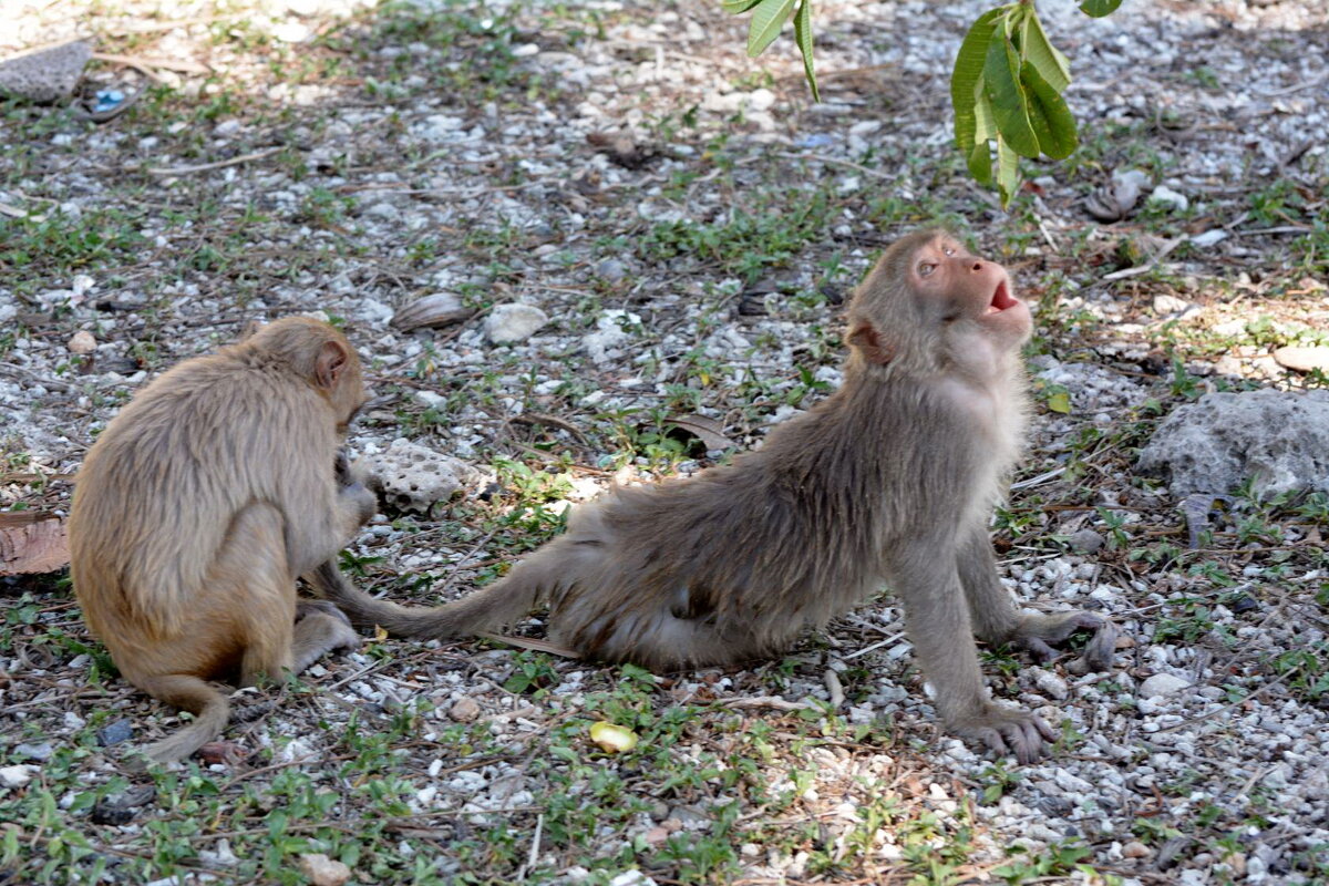 Вьетнамский массаж.... - Sergey (Apg)