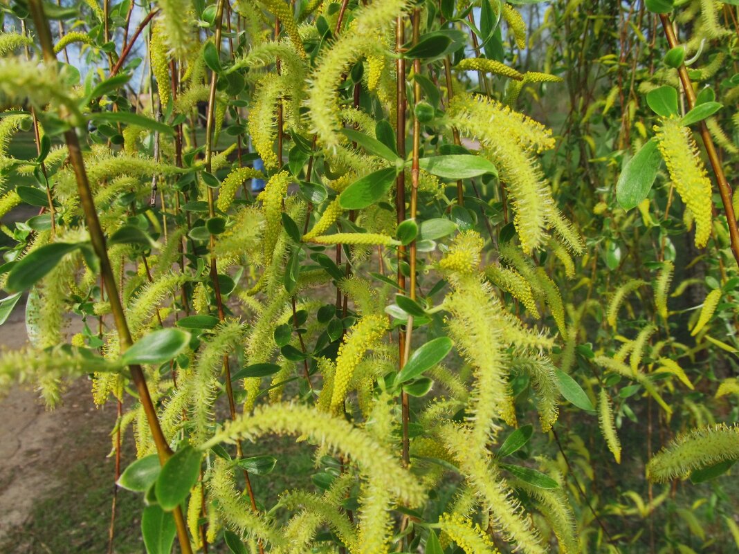 про апрель - Елена Шаламова