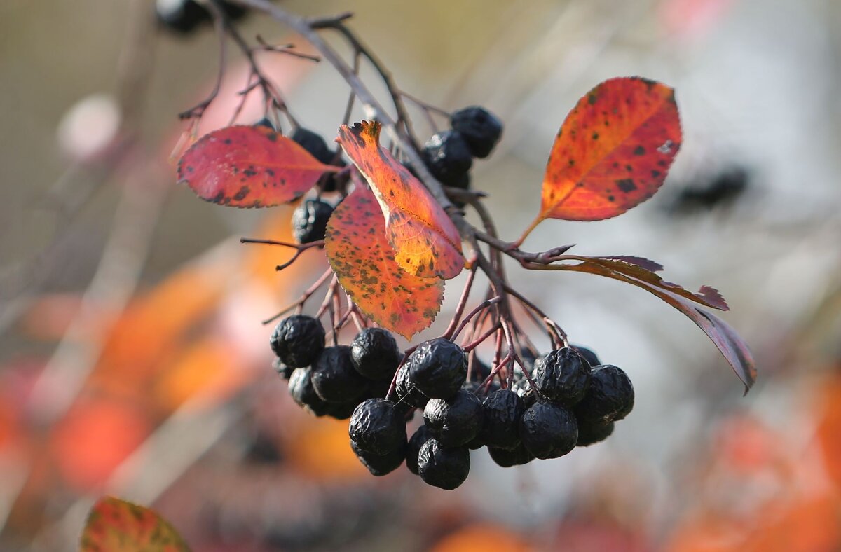 Черноплодная - ZNatasha - Черноплодная - ZNatasha -