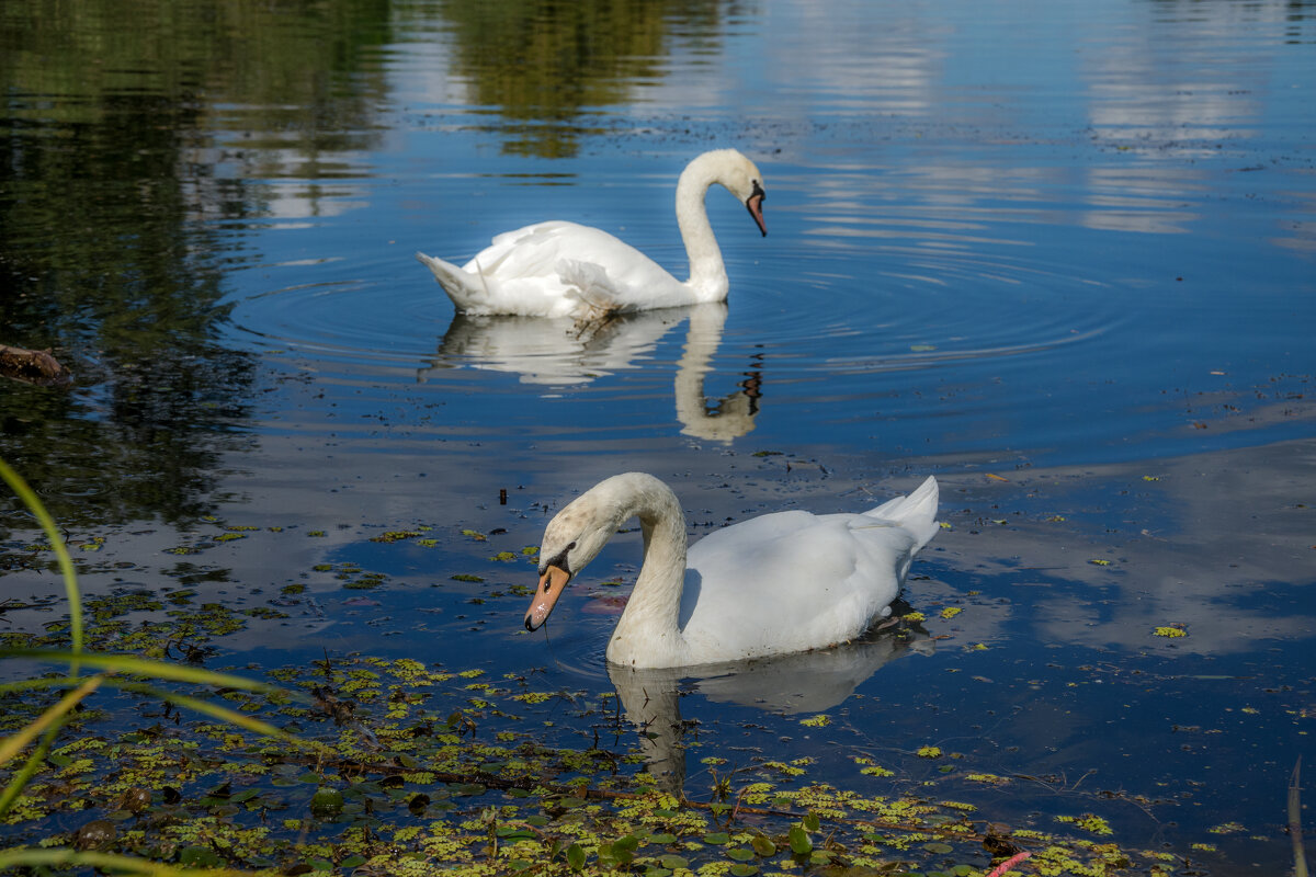 Лебедушки - Наталья Димова