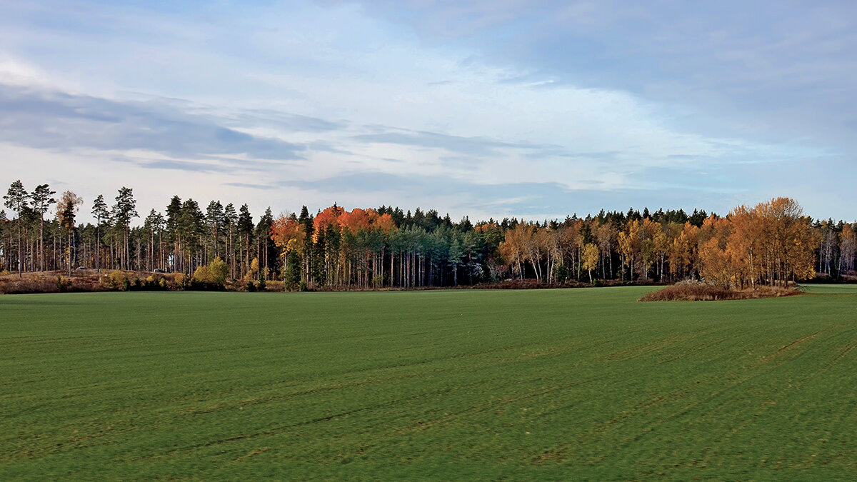 Эх, дороги, дороги ... Выйти бы и погулять! - Alexandеr P