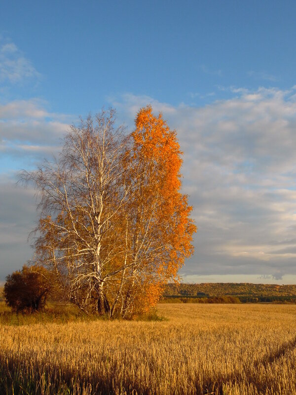 Во поле берёзоньки стояли... - nadyasilyuk Вознюк
