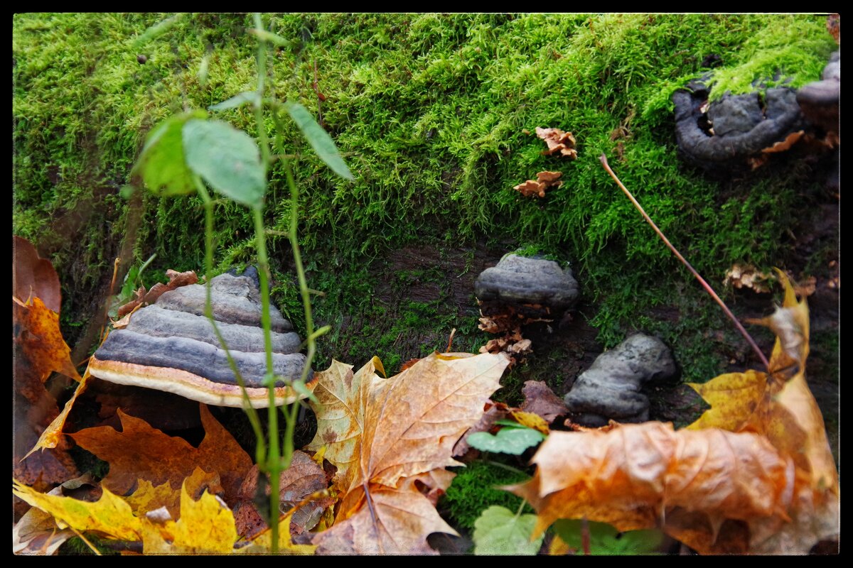 Трутовики и мох.... - Руслан 