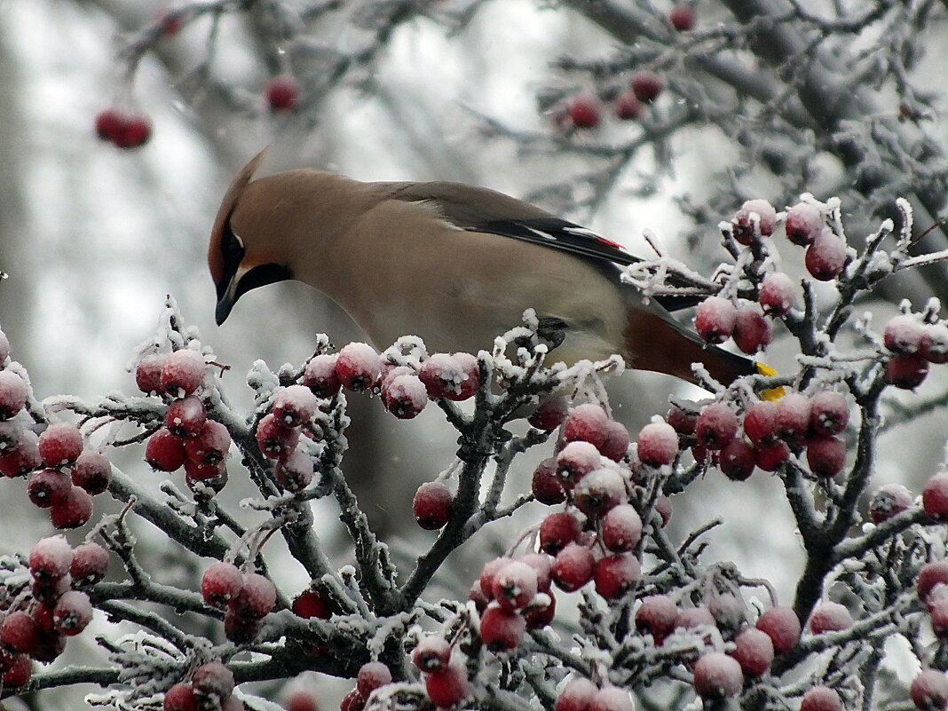 ** - Зоя Мишина