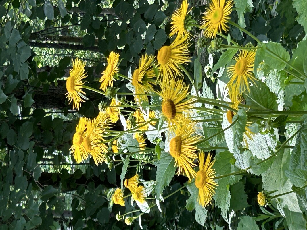 Просто цветы - Натали 