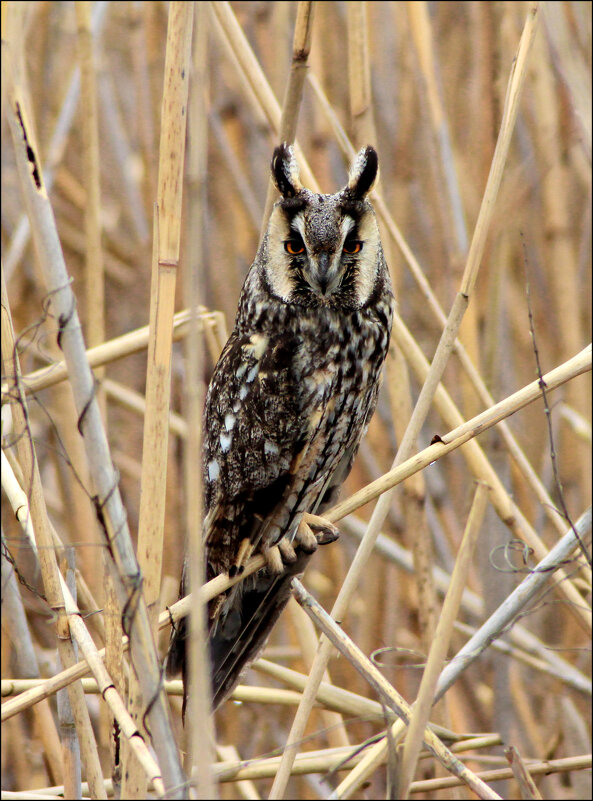 Филин. - Александр 