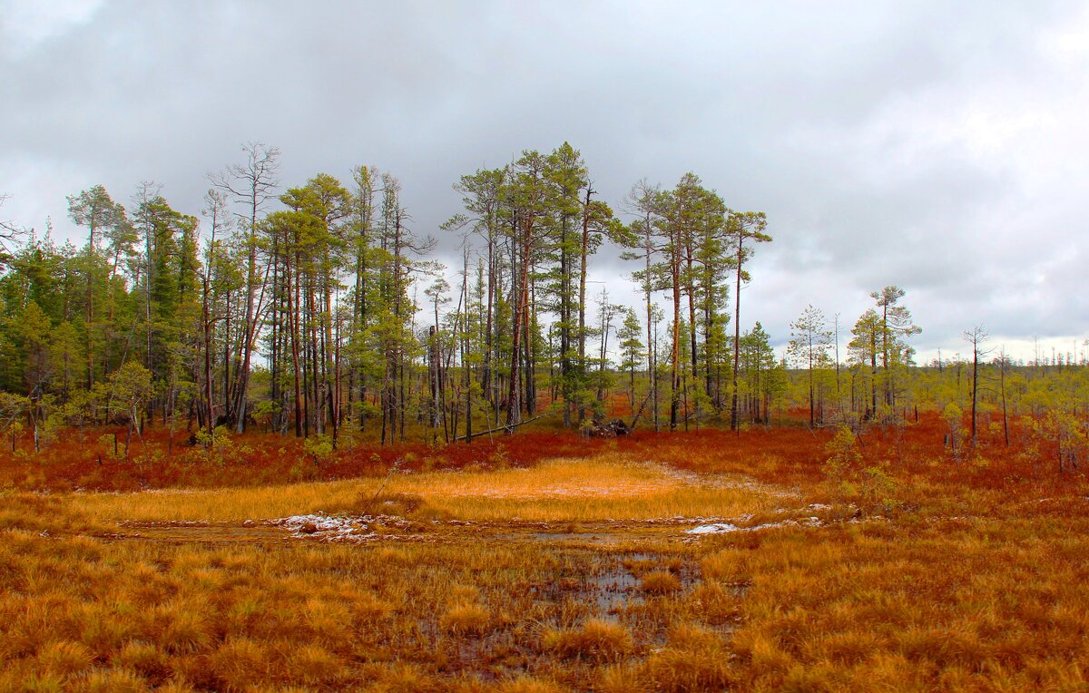 Сосны и болото - Сергей Никифоров