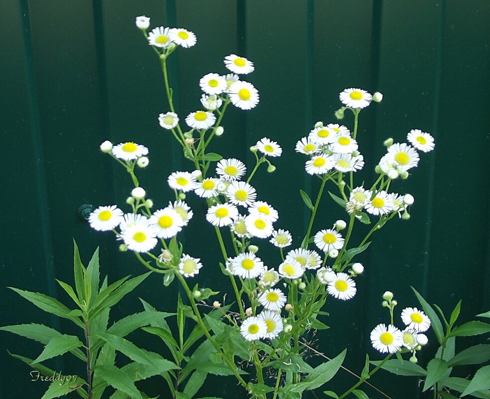 Цветы - Freddy 97