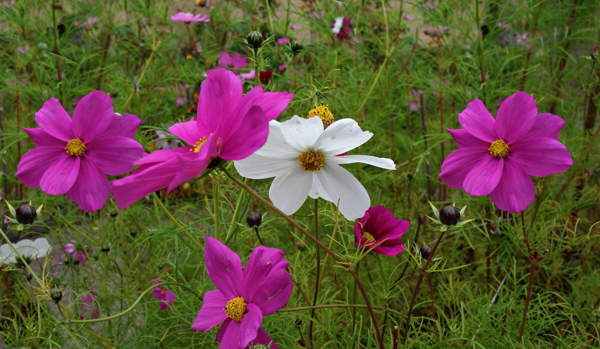 ...Осенние бабочки... - Галина 