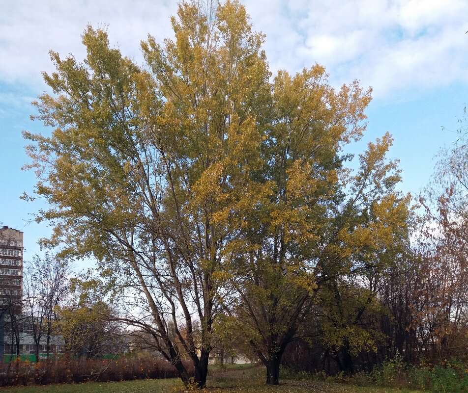 Два тополя - Galina Solovova