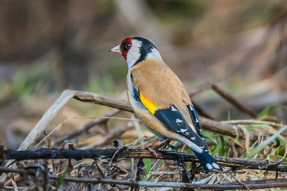 Щегол. - Nik Lovec