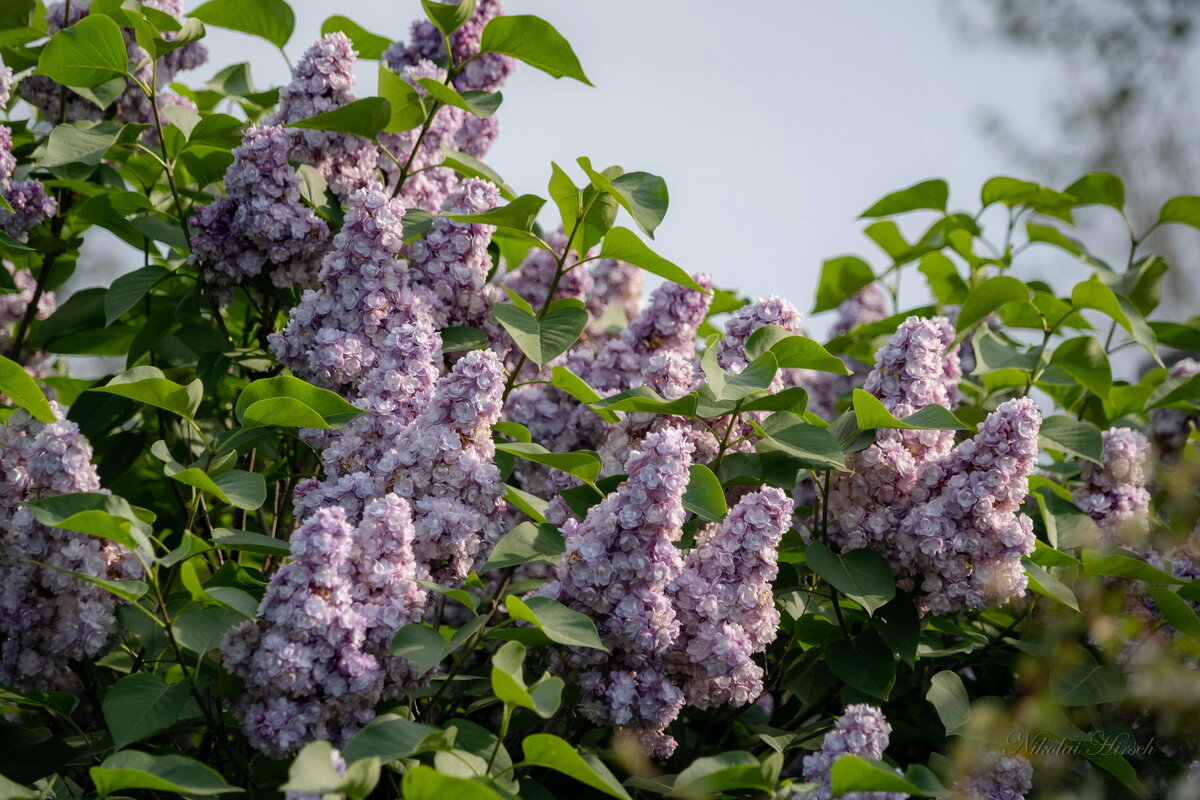 Про сирень... - Николай Гирш