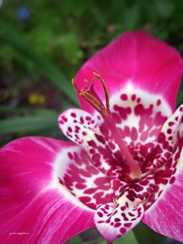 Тигридия - Юлия Погодина